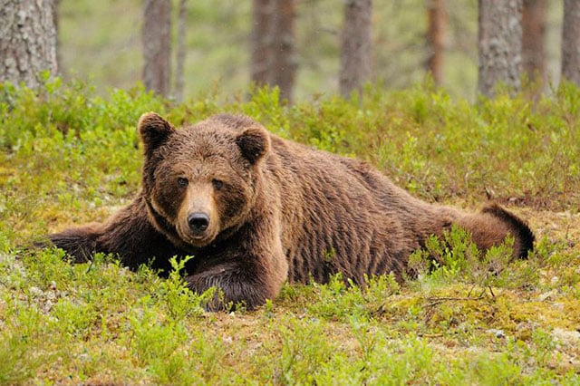 331 bears shot dead in Buryatia after reports of danger to humans