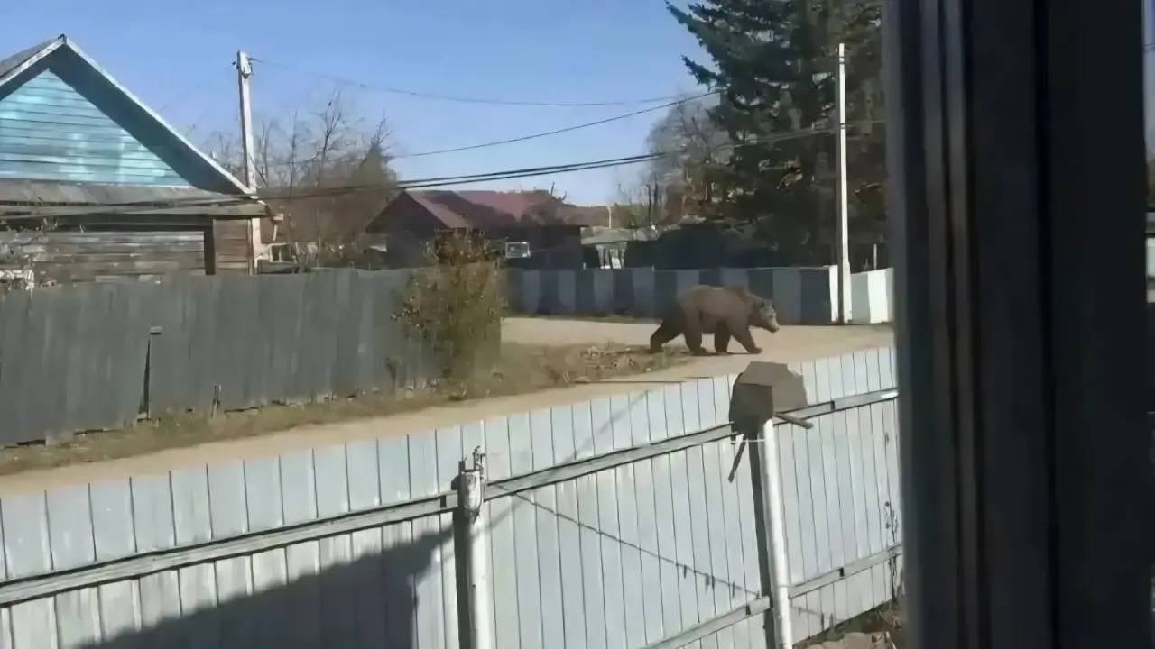 A girl in Russia was fined 15,000 rubles for a photo of a bear created using ChatGPT