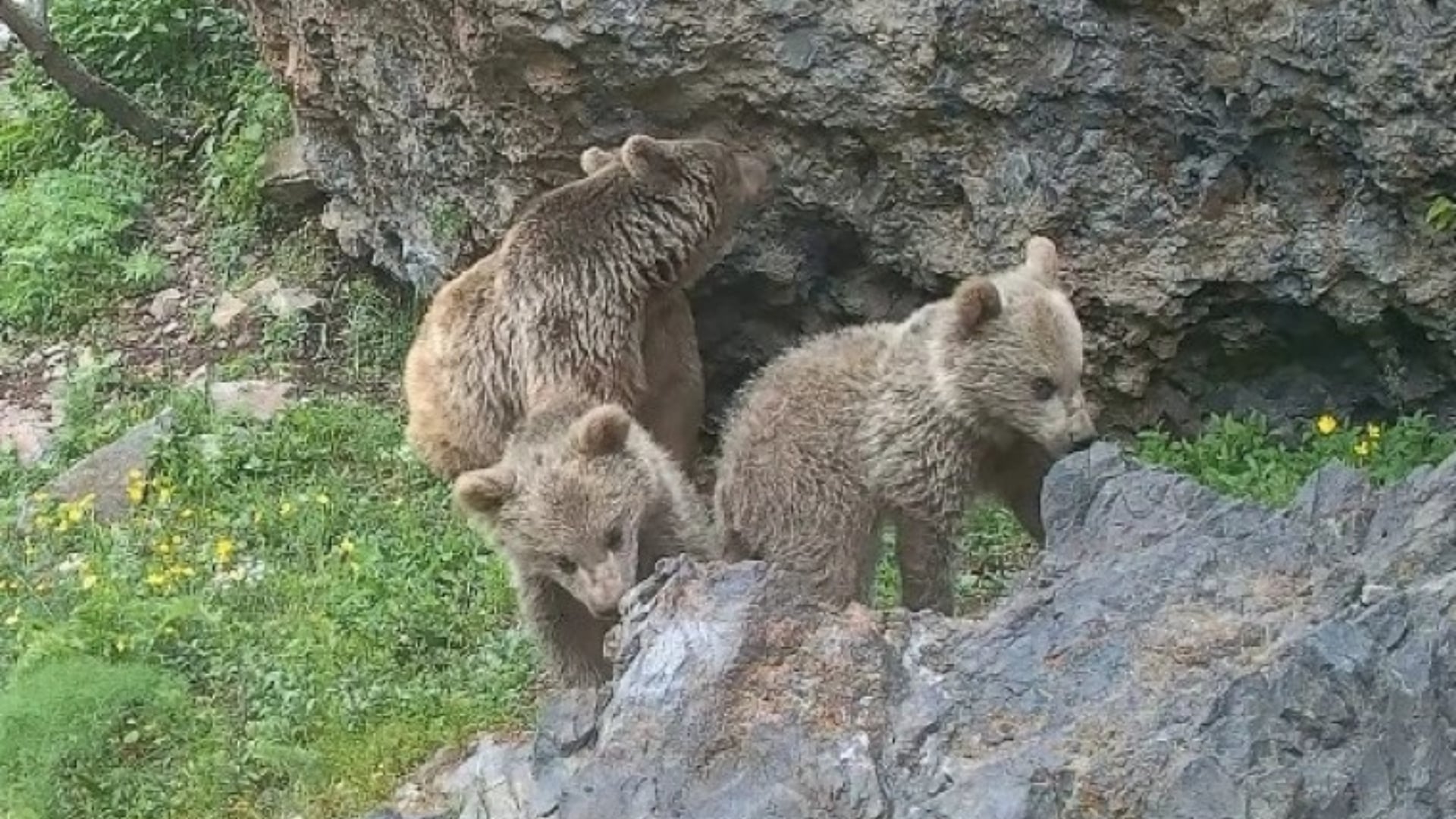 A camera trap in the Khosrov Forest Reserve captured a family of brown bears