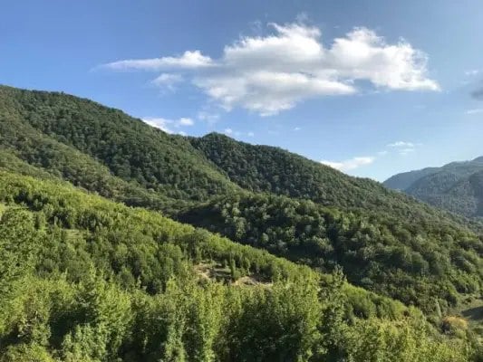 Աղվերանի անտառում ծառից կախված երիտասարդ տղայի մարմին է հայտնաբերվել