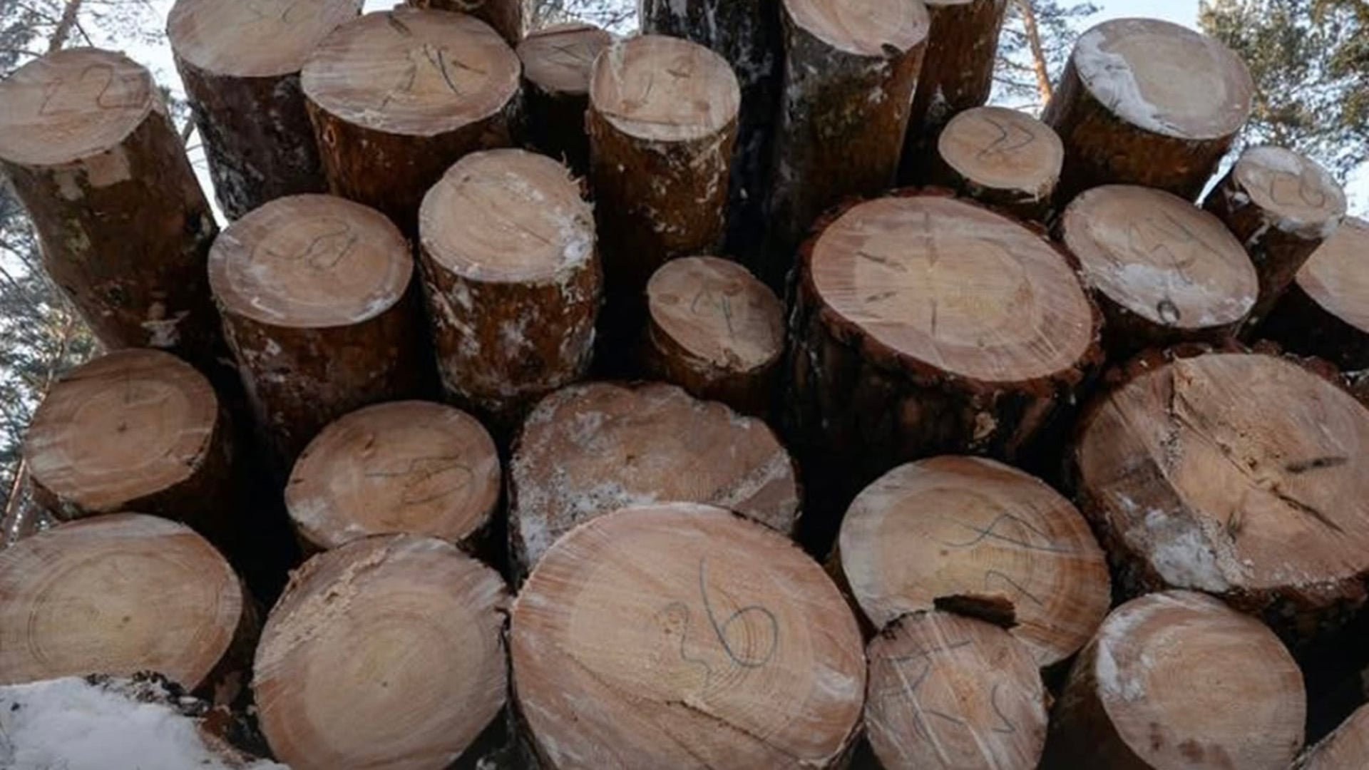 Վրաստանը Ռուսաստանից ռեկորդային քանակությամբ փայտանյութ է ներմուծել
