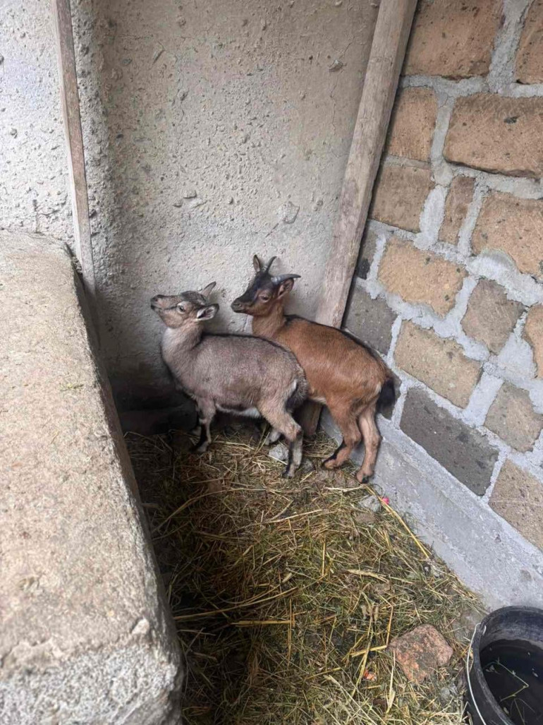 Քաղաքացու բակում հայտնաբերվել է կարմիրգրքյան բեզոարյան այծի 2 առանձնյակ․ նյութերն ուղարկվել է ՔԿ