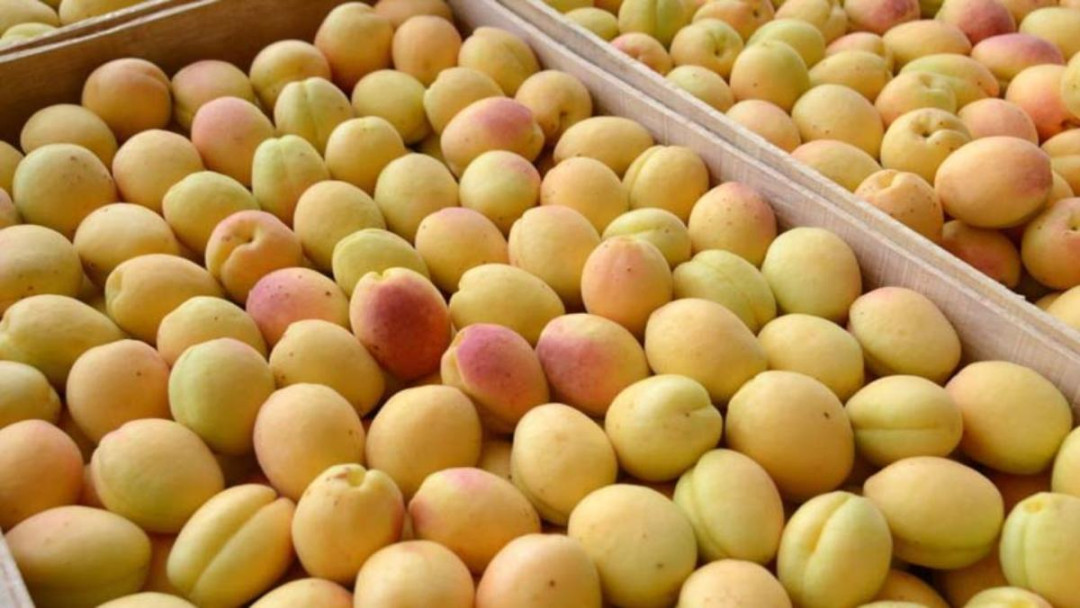 Հայկական ծիրանը, կեռասը, դեղձը, նեկտարինը և ելակն արդեն արտահանվում են օմանական շուկա․ Միրզոյան