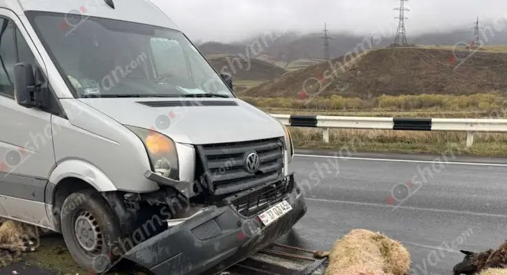 Սևանում «Volkswagen»-ը վրաերթի է ենթարկել 18 ոչխարի․ բոլորը սատկել են․ Shamshyan.com