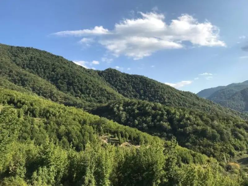 Աղվերանի անտառում ՌԴ քաղաքացի է կախվել