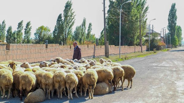 На трассе в районе Севана микроавтобус врезался в отару овец