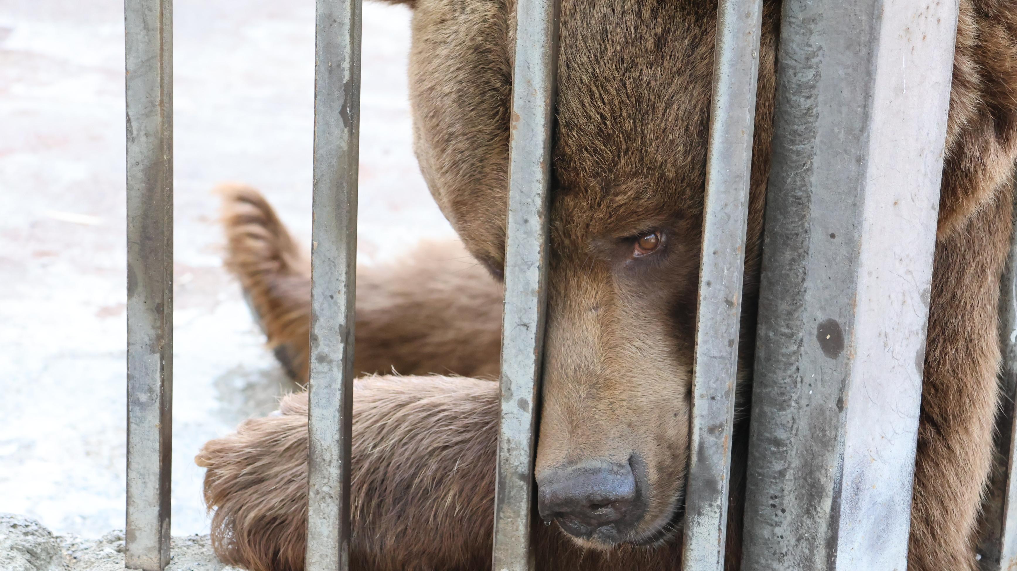 Brown bears held in captivity have been moved to a shelter. BJT