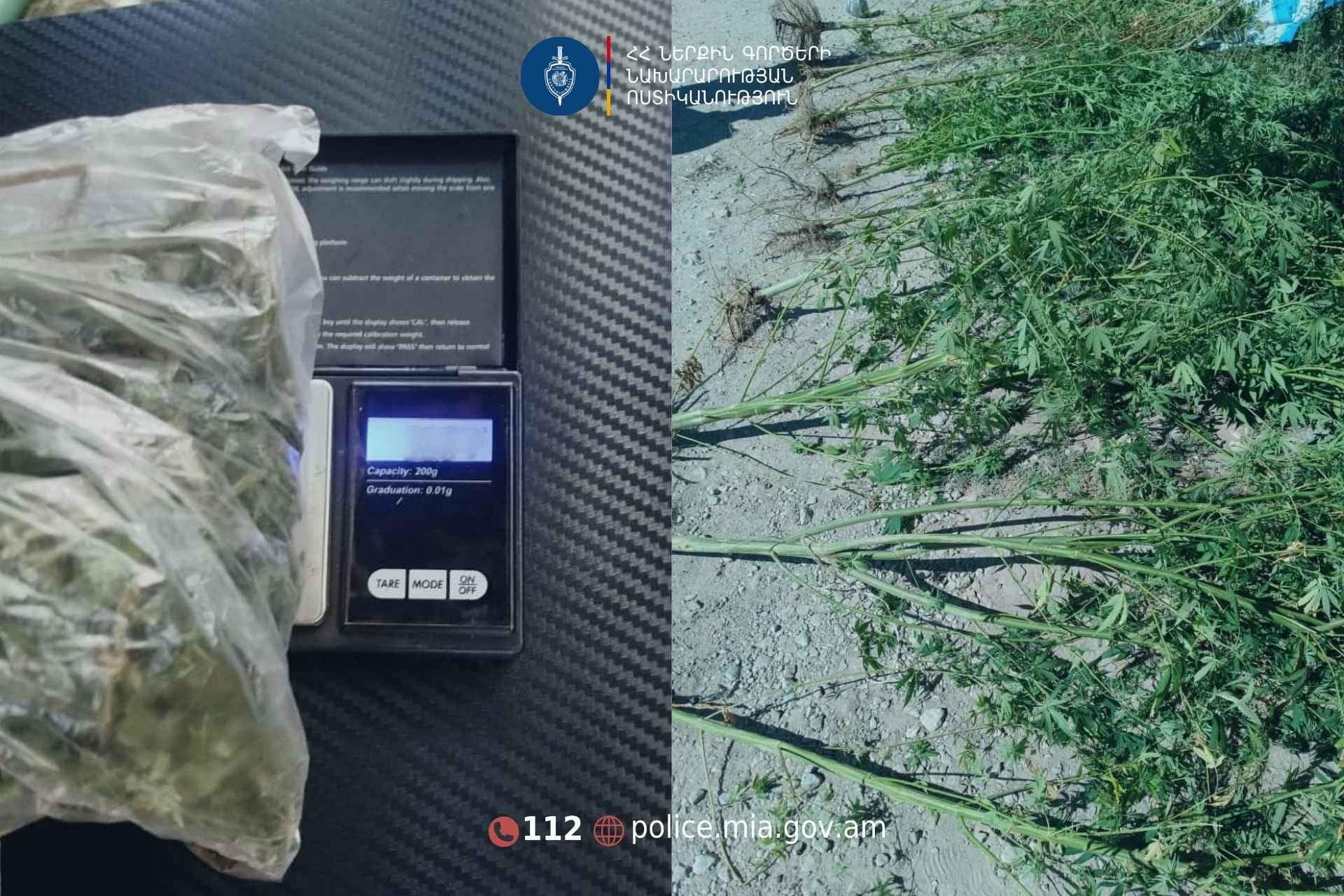 Ոստիկանները կանեփ աճեցնելու և թմրամիջոց պատրաստելու դեպքեր են բացահայտել