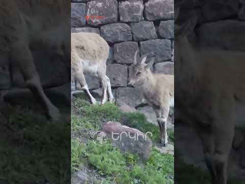 «Խոսրովի անտառ» արգելոցում ֆոտոթակարդները ֆիքսել են բեզոարյան այծերի