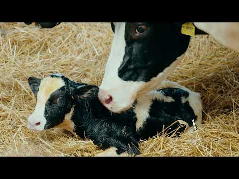 "Milk from a Stone": Where Life Begins