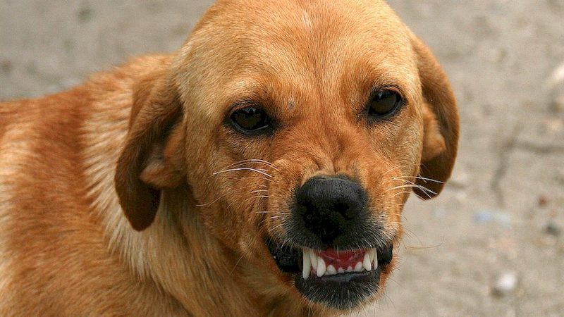 В Дманисском муниципалитете выявлены два случая бешенства