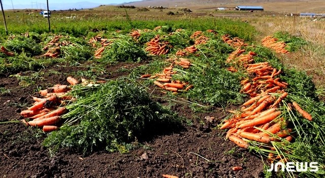 Անձրեւները խանգարում են գազարի բերքահավաքի աշխատանքներին
