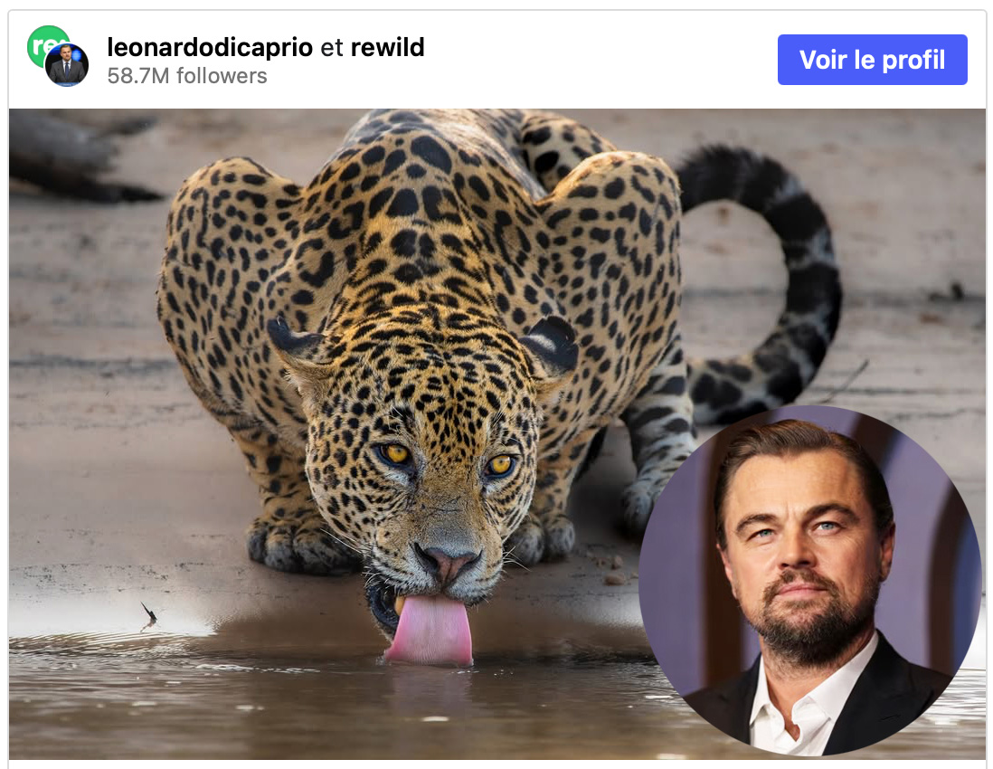 Leonardo DiCaprio salue une initiative internationale portée par l’Arménie pour sauver les espèces menacées