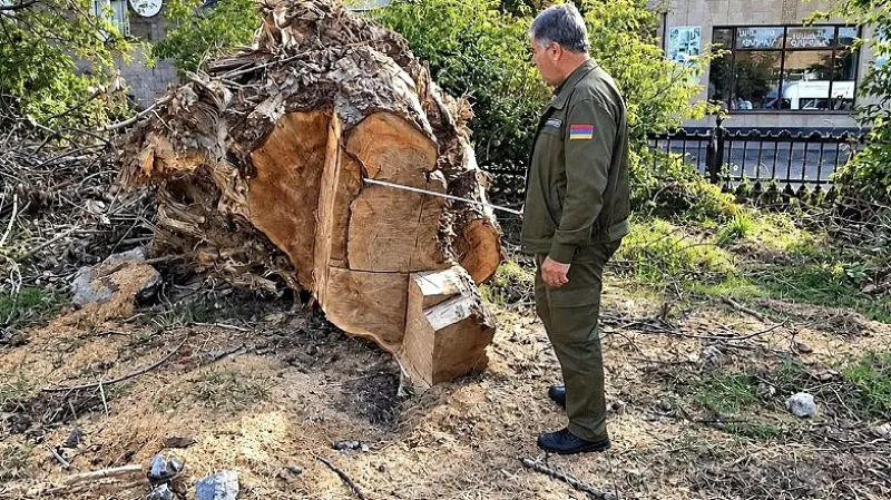 A report has been submitted to the Investigative Committee regarding the tree felling incident in the "Victory" park of Gyumri: BETM