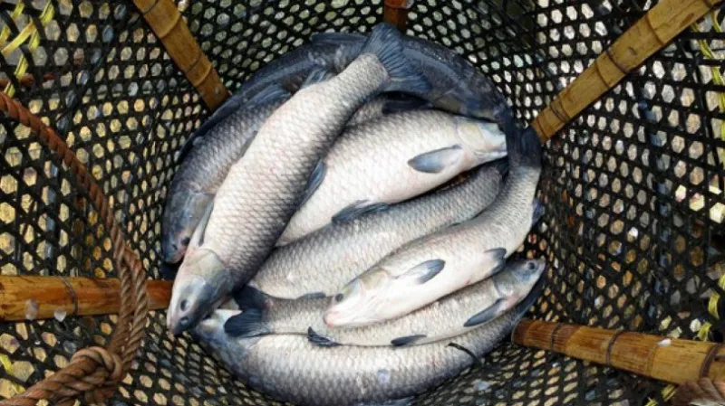 The quota for industrial fishing of carp in Lake Sevan will increase.