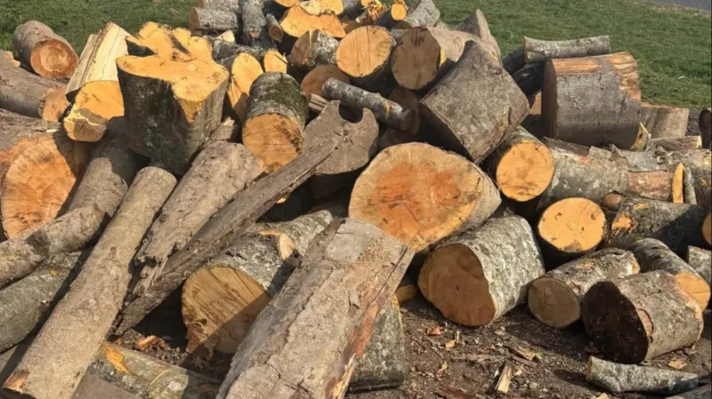 The eco-inspection service has uncovered a case of illegal logging in Tavush.