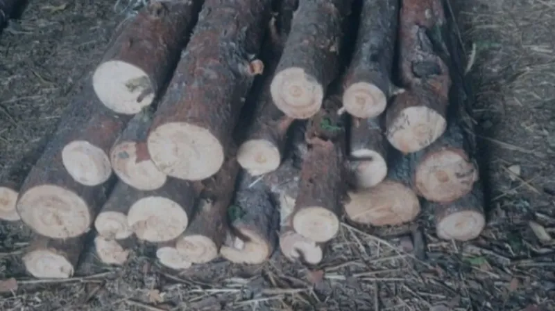 Community police in Gavar have uncovered a case of illegal logging.