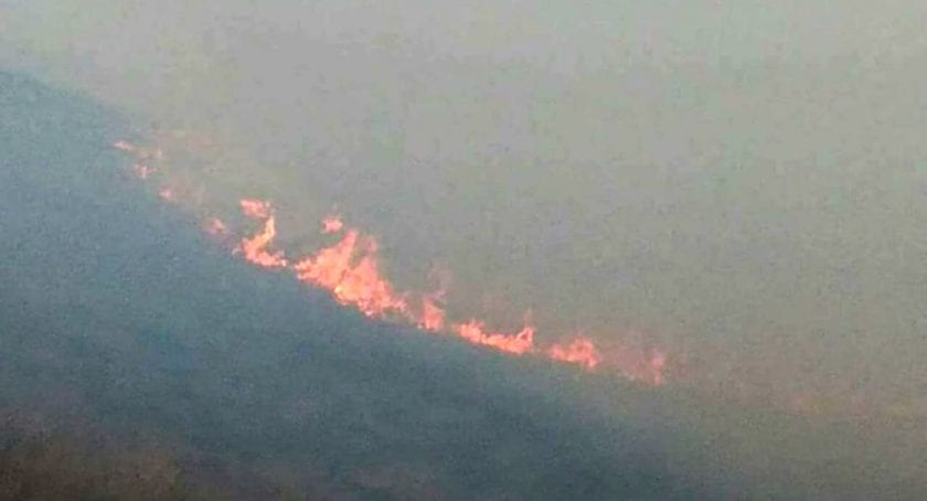 Ilham Aliyev accuses Armenia of destroying 60,000 hectares of forest, generating diplomatic tension