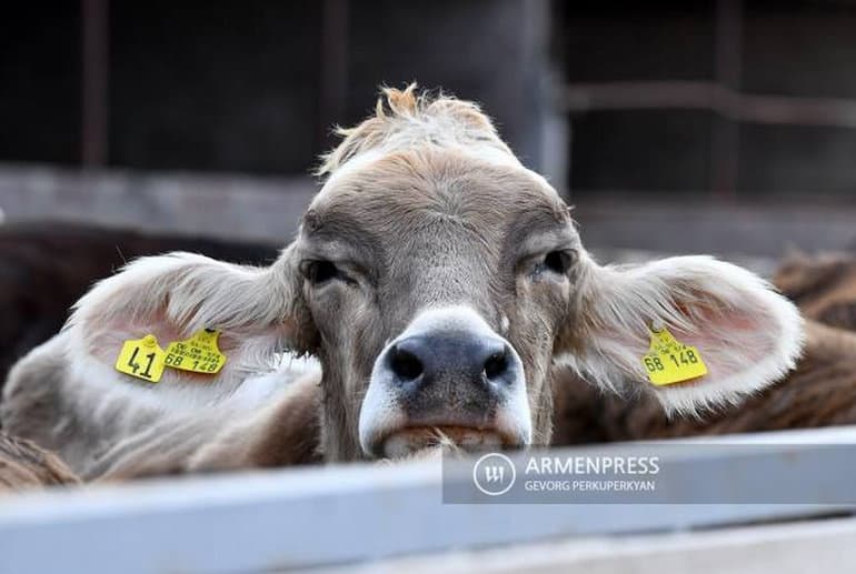 The INLIMA project promotes practical livestock reproduction skills in Armenia