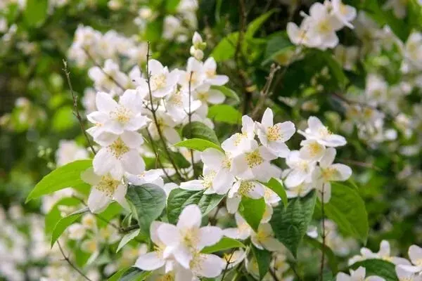 Jasmine