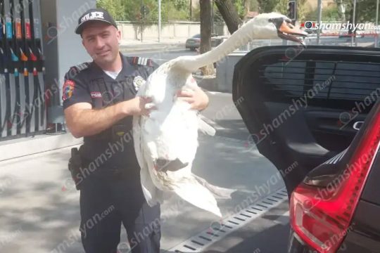«Թաթա»-ին վերադարձրել են կենդանաբանական այգի