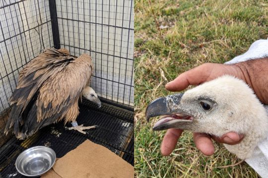 The White-headed Vulture, listed in the Red Book of Armenia, has been moved to the Yerevan Zoo