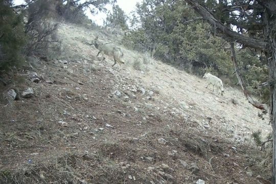 Cameras at Khosrov Forest State Reserve capture wolves