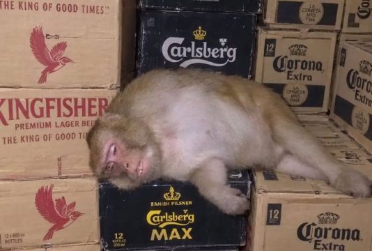 Monkey broke into store, drank alcohol, and fell asleep