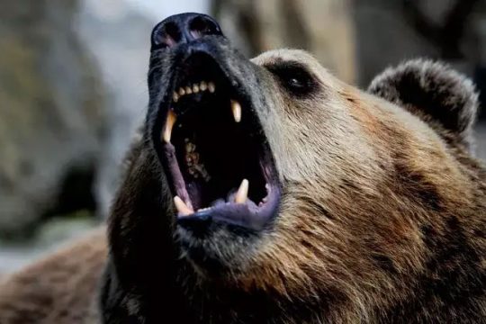Բուրյաթիայում արջերը շարունակում են դուրս գալ բնակավայրեր