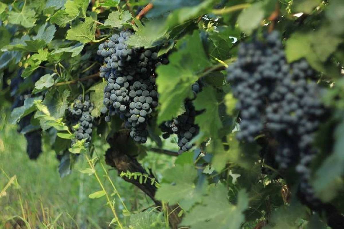 60 thousand tons of grapes processed in Kakheti