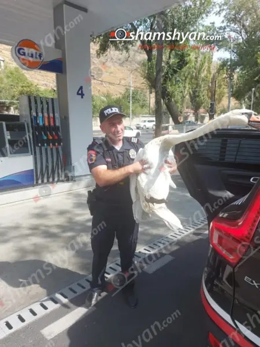 Գազանանոցից փախել էր «Թաթա» անունով կարապը․ Shamshyan.com