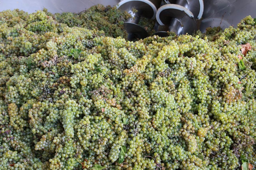 There will be no problems in the grape procurement process this year either: Gevorg Papoyan