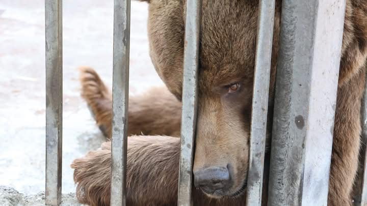 In the Ararat region of Armenia, two brown bears held in captivity were transferred to a sanctuary