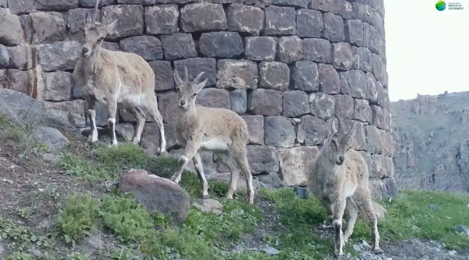 Des pièges photographiques capturent des chèvres à bézoard dans la réserve forestière de Khosrov (Arménie)